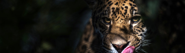 Som medlem af Klub Dahl får du nu 20% rabat på entréen til Randers Regnskov