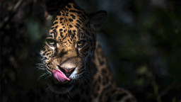 Som medlem af Klub Dahl får du nu 20% rabat på entréen til Randers Regnskov